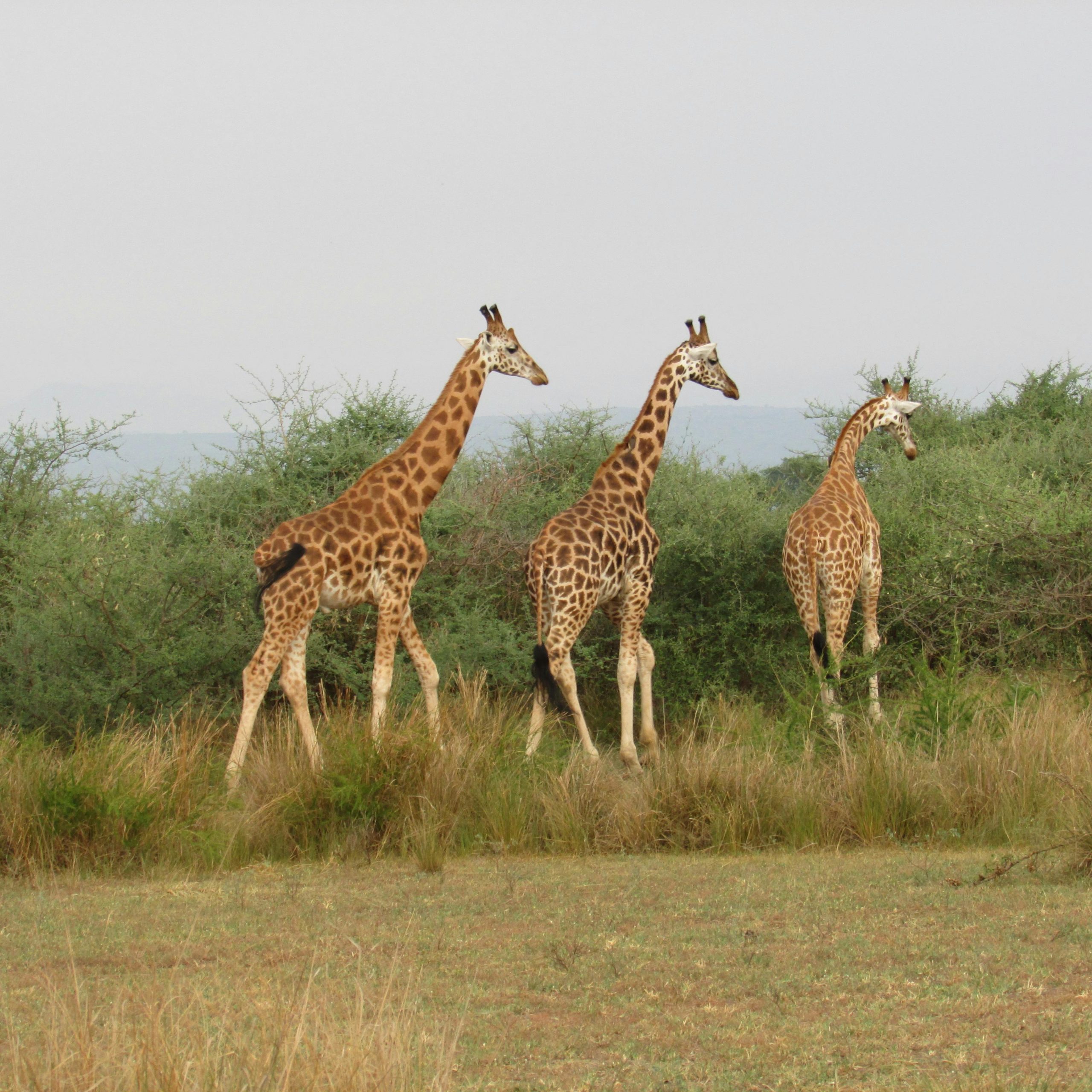 10 days Uganda honeymoon safari