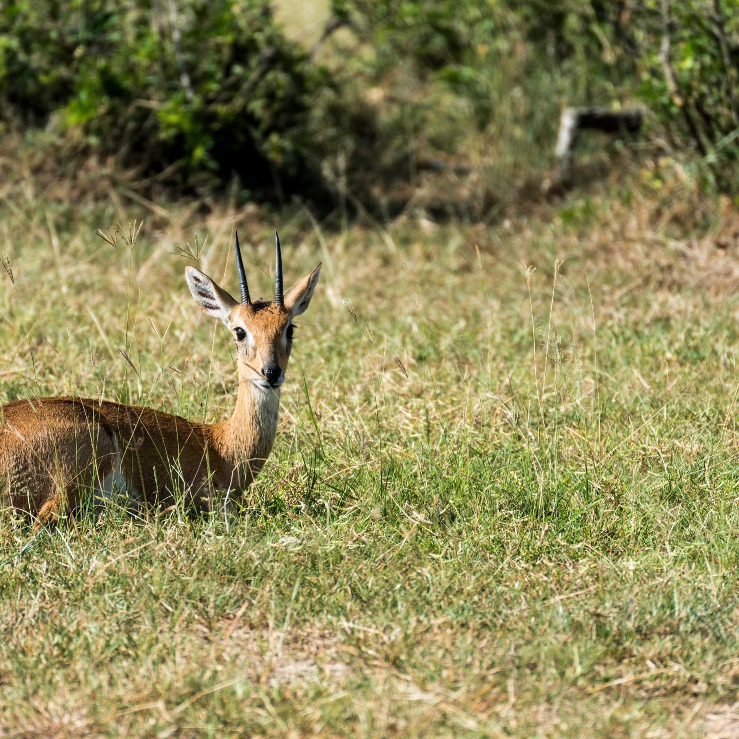 10 days Uganda honeymoon safari