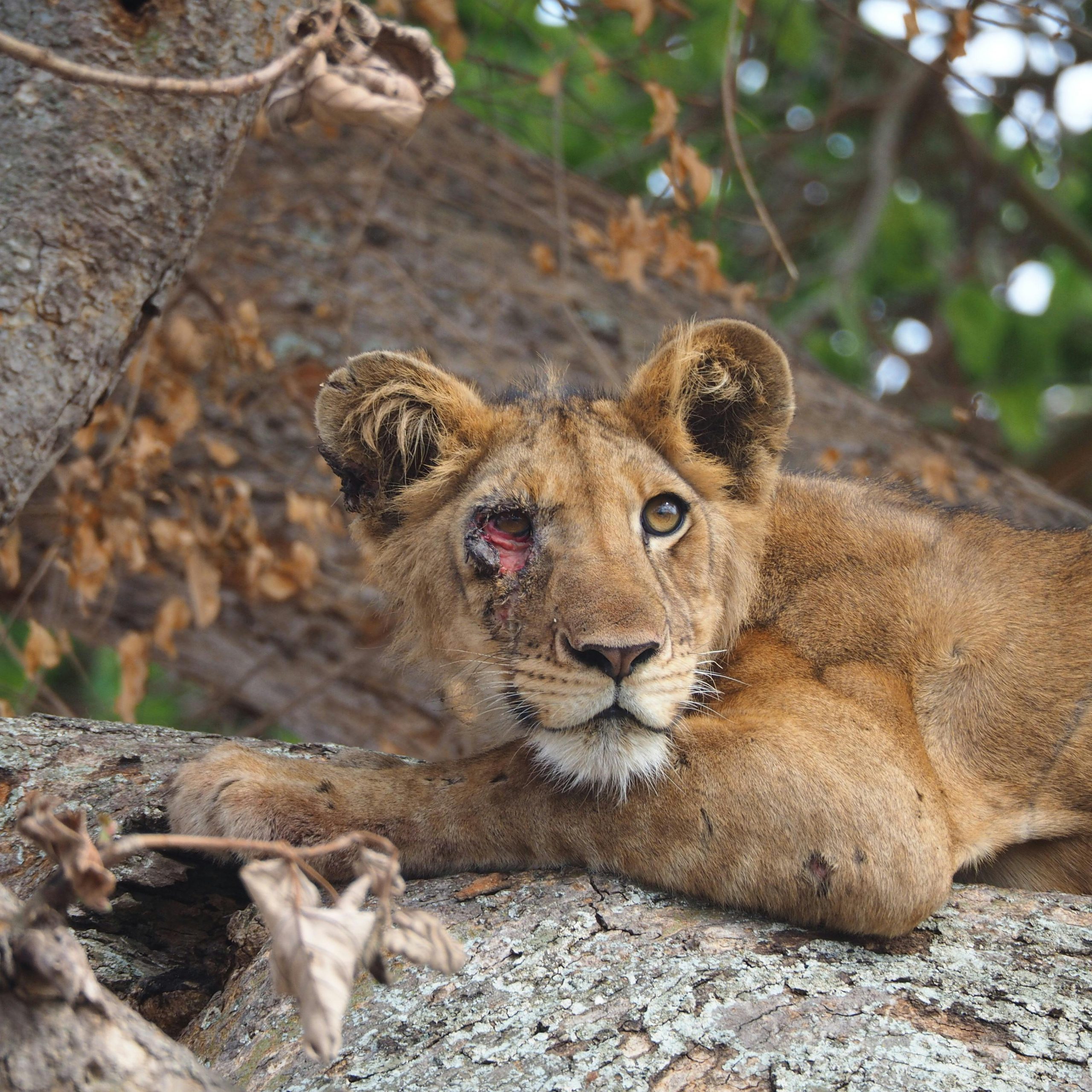 10 days Uganda honeymoon safari