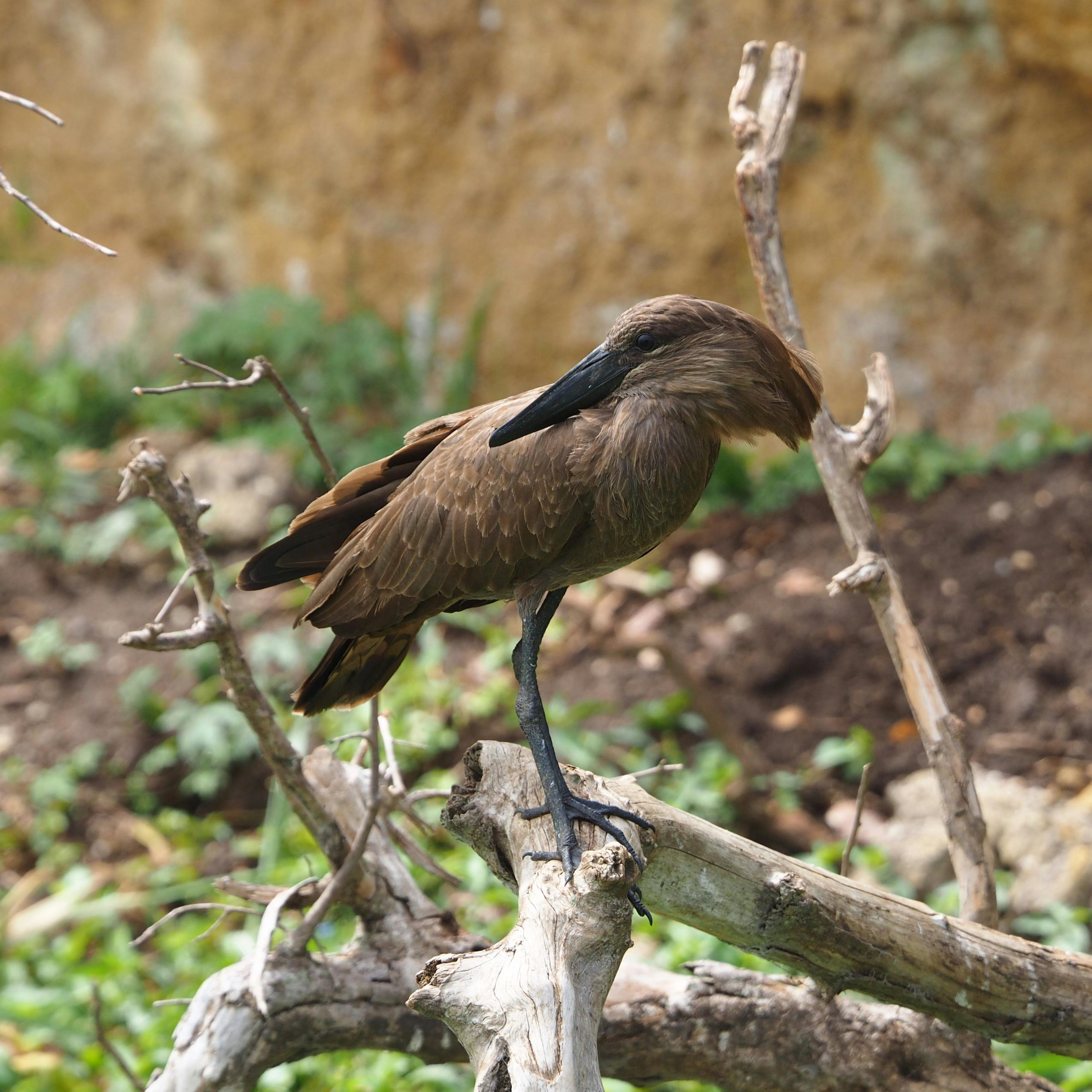 10 days Uganda honeymoon safari