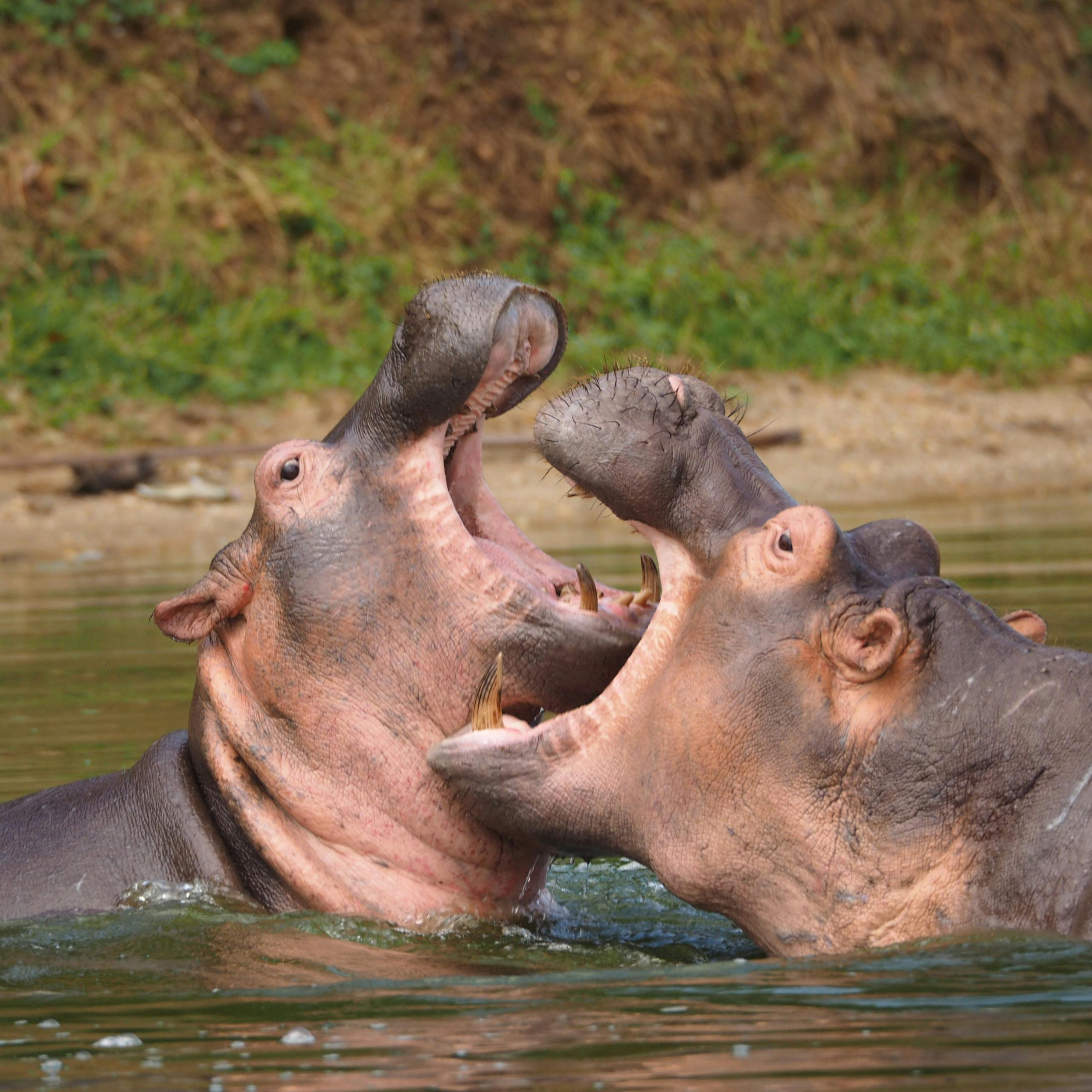 10 days Uganda honeymoon safari
