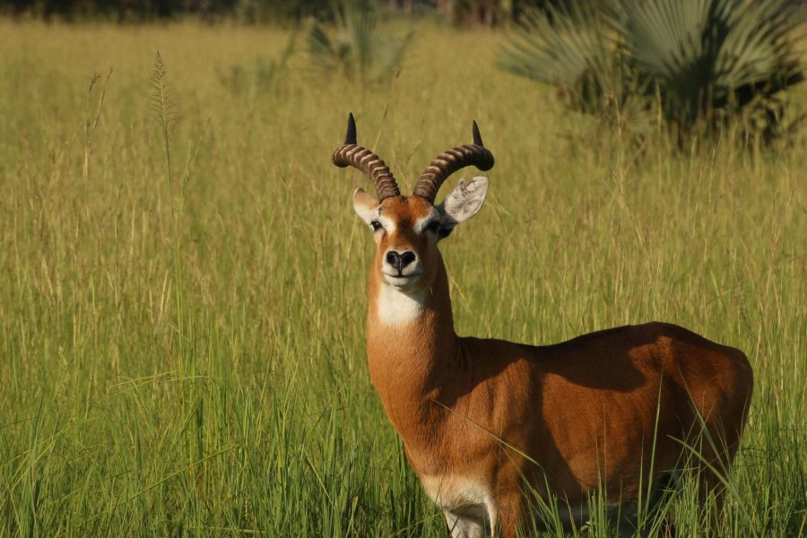 10 days Uganda honeymoon safari