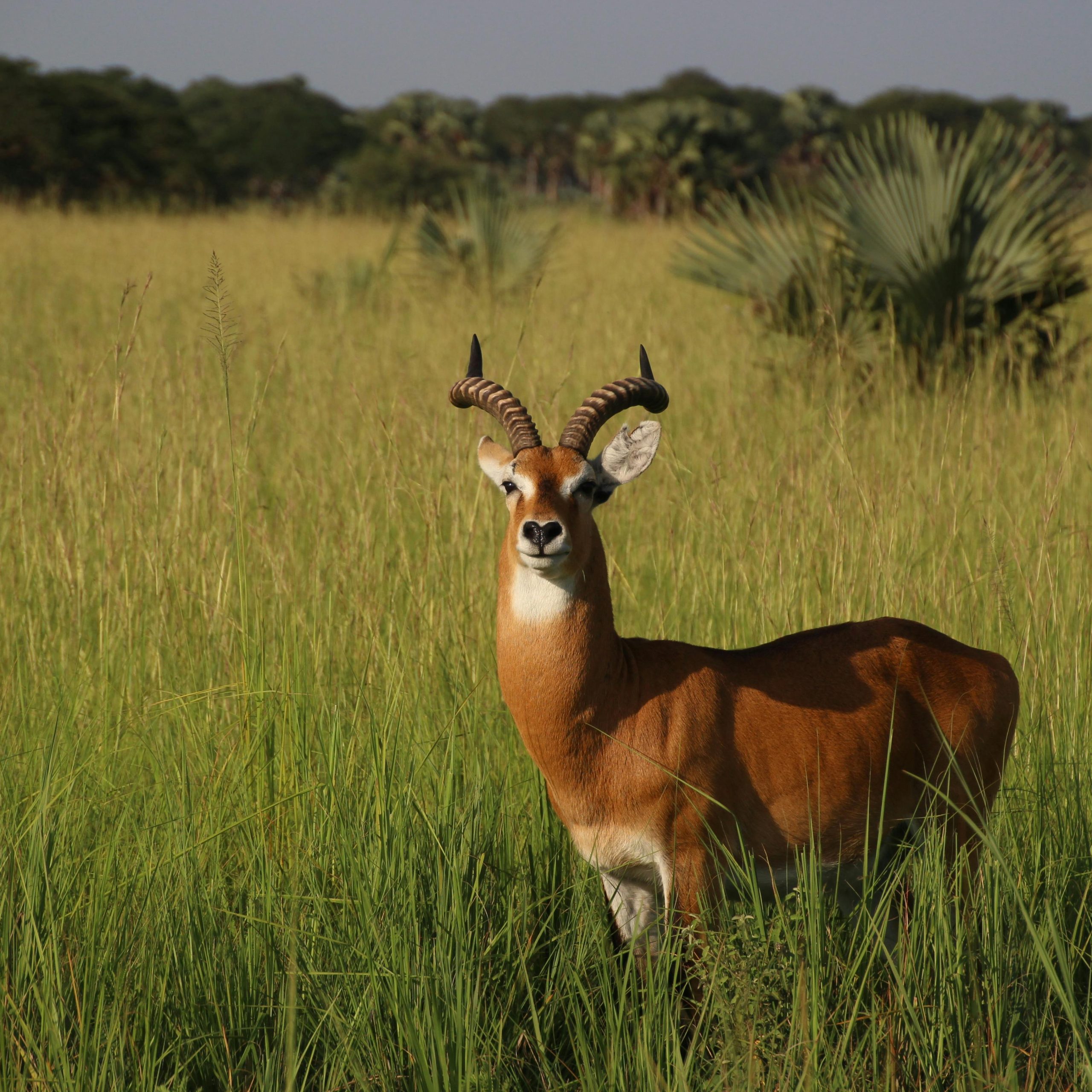 10 days Uganda honeymoon safari