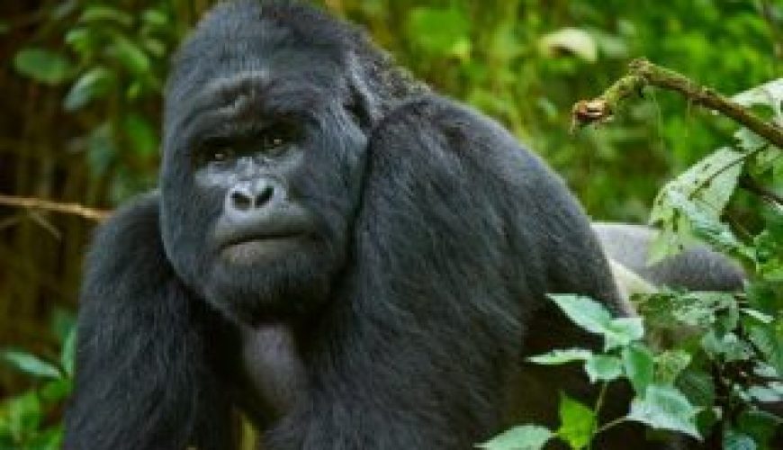 9 Interesting & Fun Facts About Gorillas
