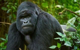 9 Interesting & Fun Facts About Gorillas