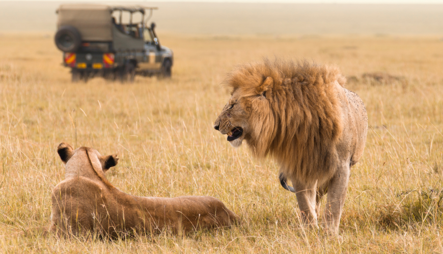 Where to See Giraffes in Africa: Top 10 Destinations