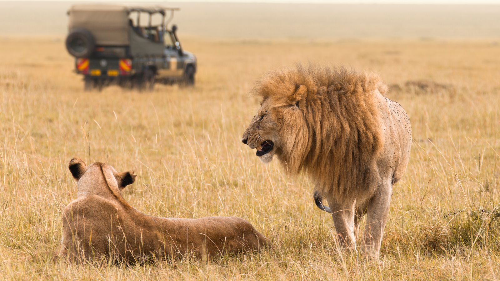 Where to See Giraffes in Africa: Top 10 Destinations