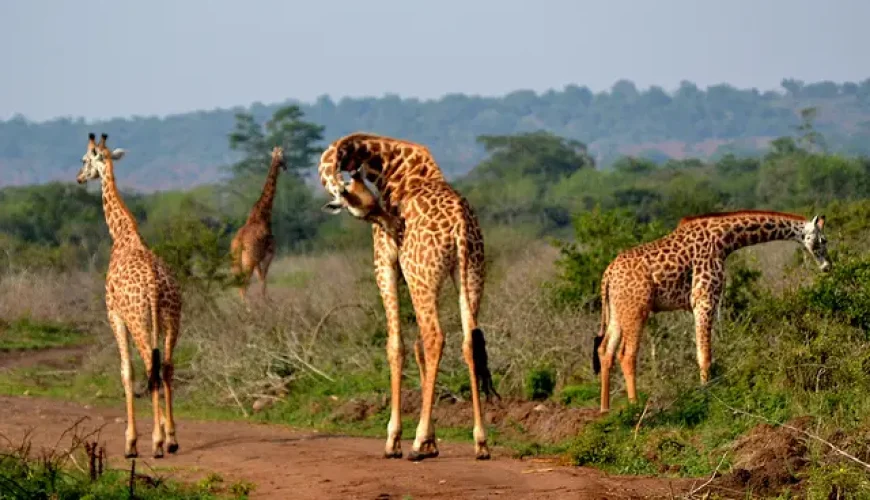 8 Best Vacation Packages for Your Holiday Tour in Uganda