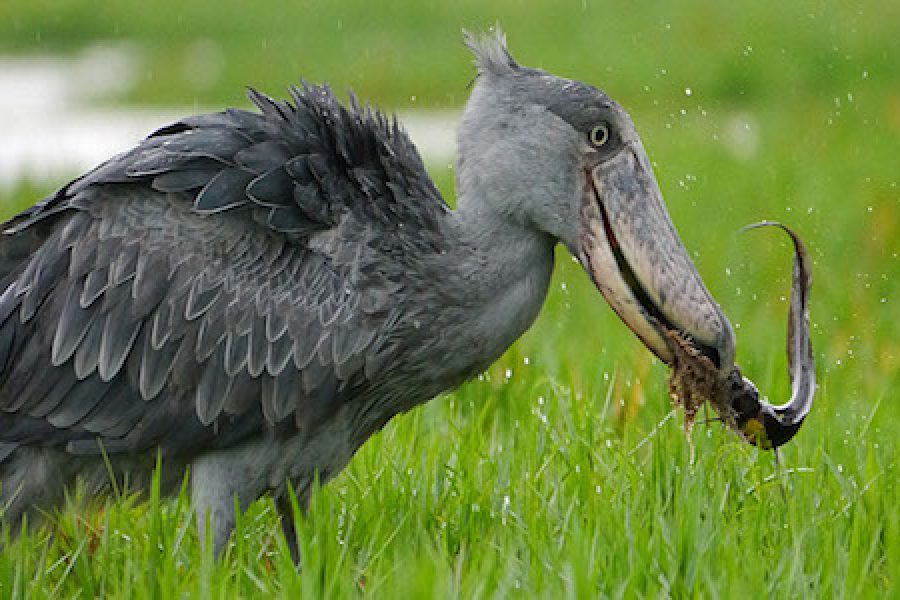 8 Days Primates and Birding Uganda Safari