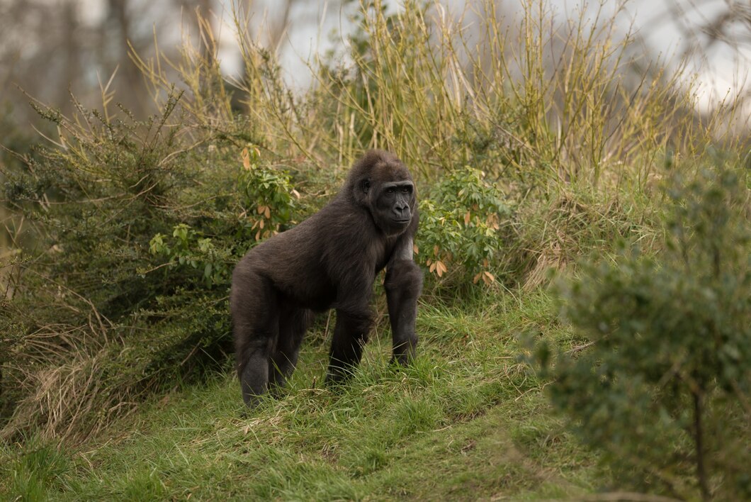 6 Days Congo Gorilla Trekking & Nyiragongo hike
