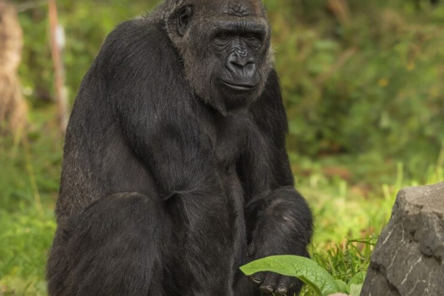 6 Days Congo Gorilla Trekking & Nyiragongo hike