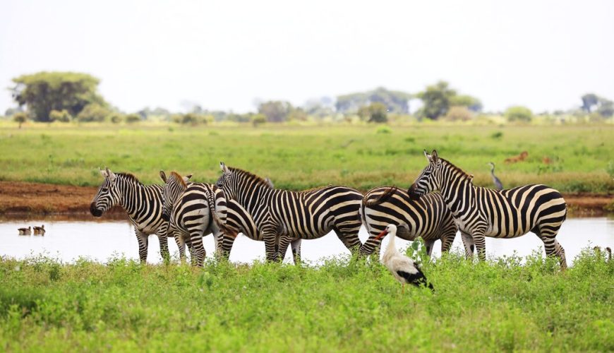 Discover Rhinos in Africa with Sanyu Adventures