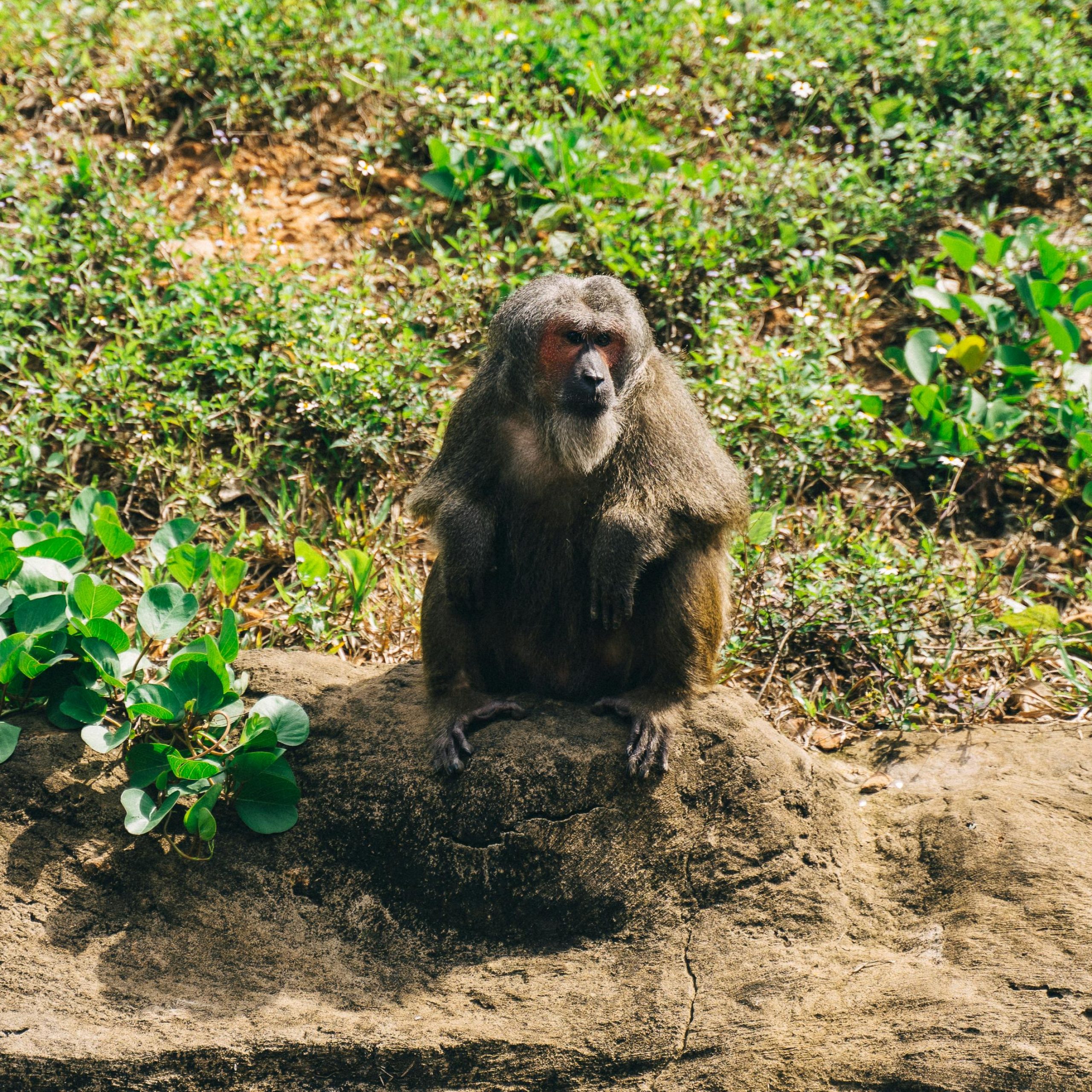 8 Days Primates and Birding Uganda Safari