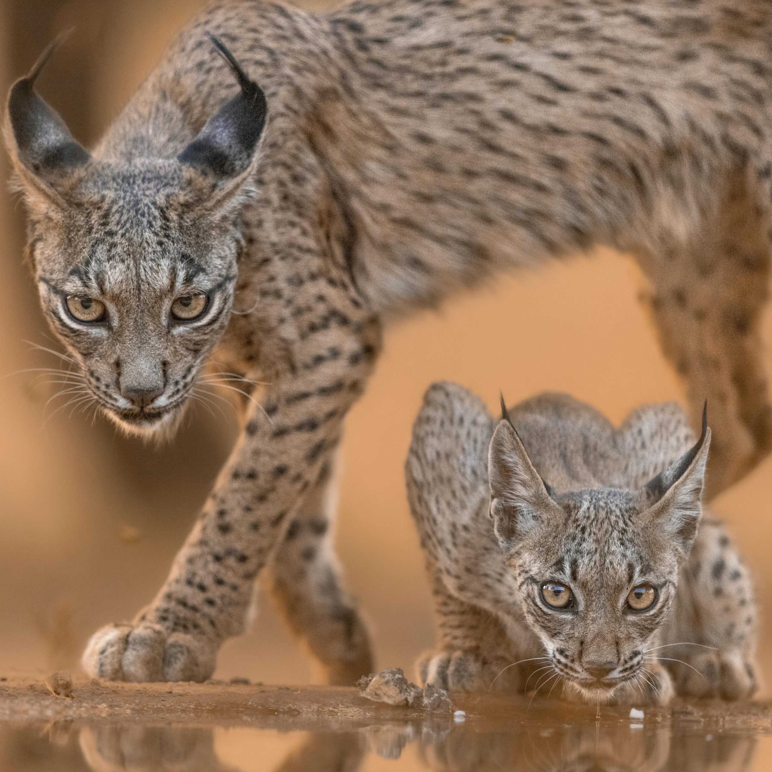 3 days Chimpanzee tracking in Nyungwe National Park