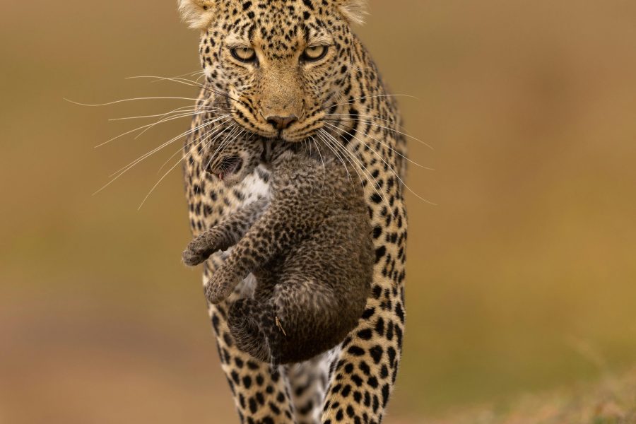 14 Days Kenya & Uganda Safari