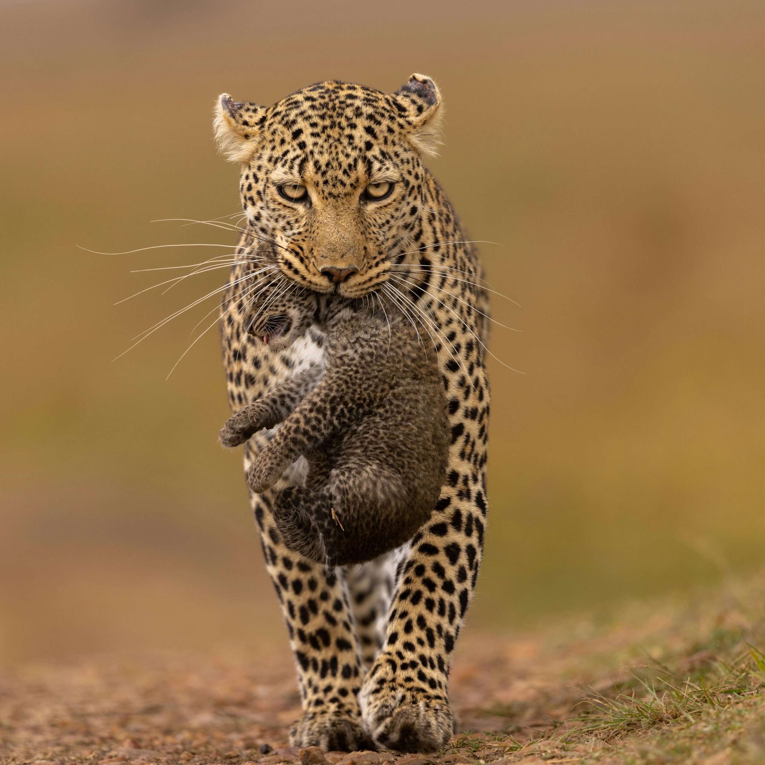 14 Days Kenya & Uganda Safari