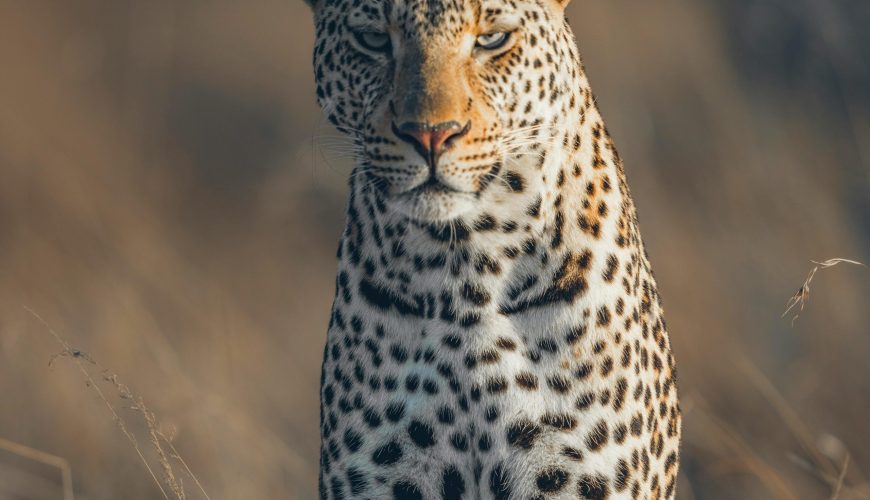 Top 5 Best Places to See Leopards in Africa