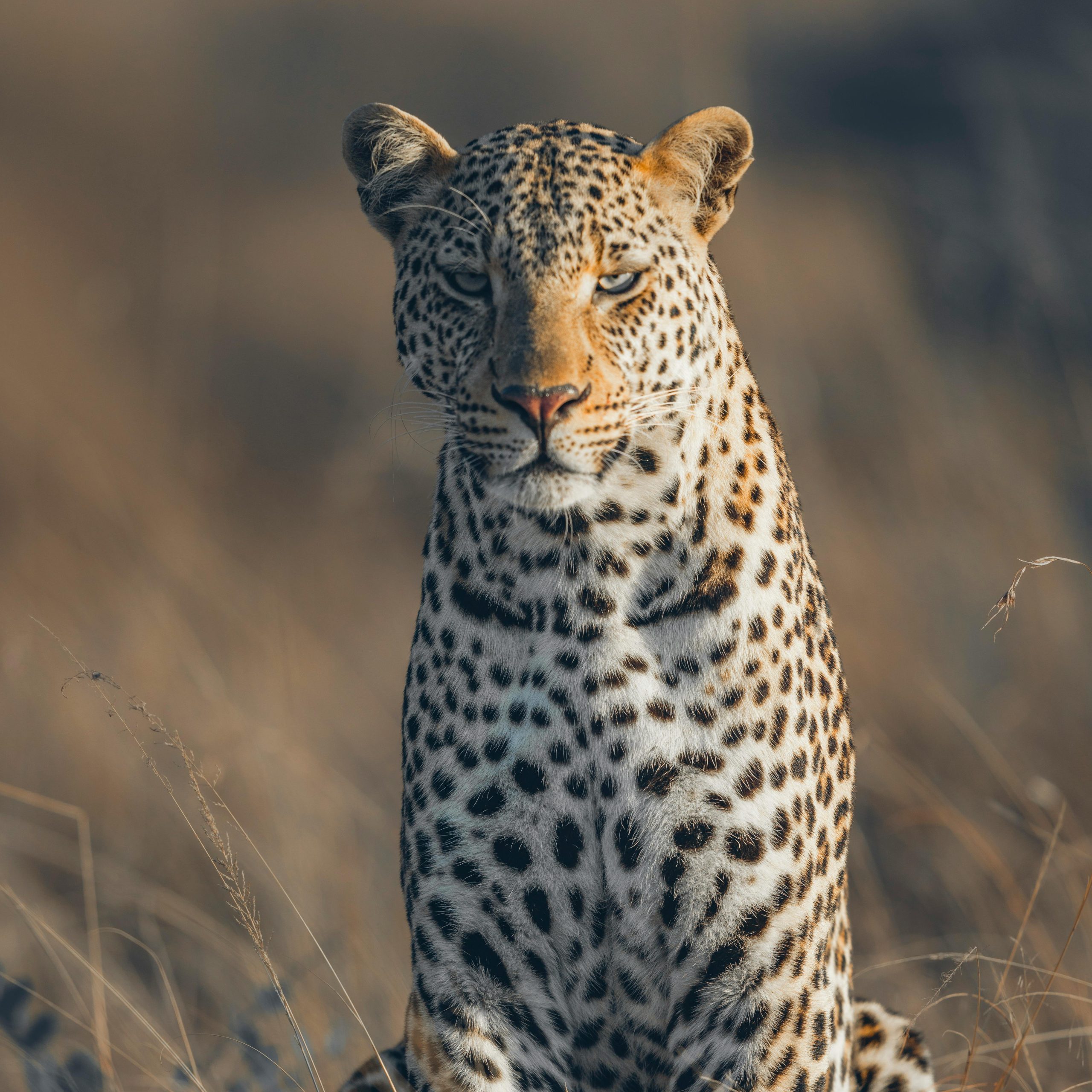 Top 5 Best Places to See Leopards in Africa