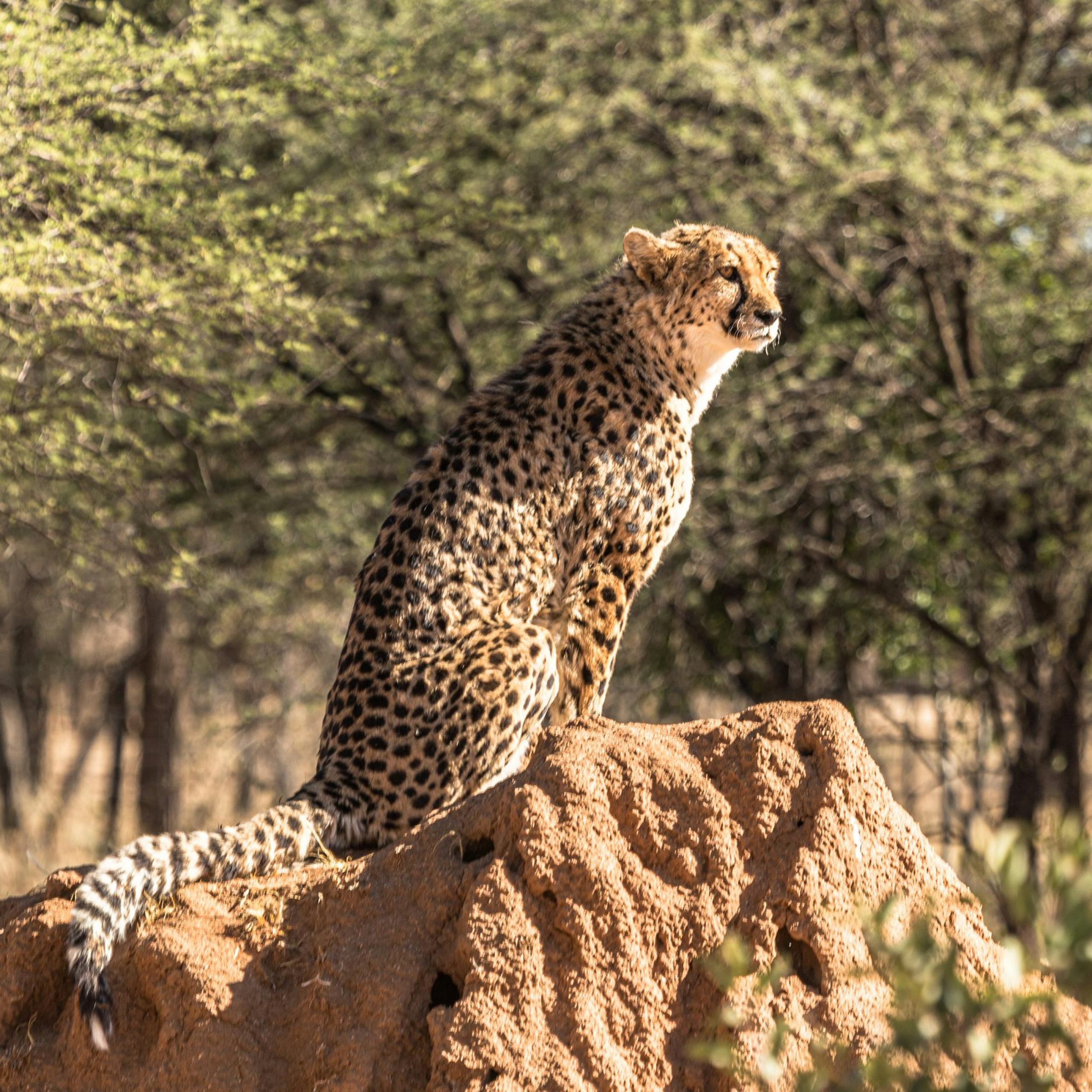 14 Days Kenya & Uganda Safari