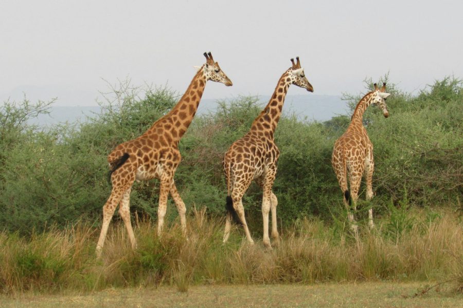 13 Days Uganda Adventure Safari