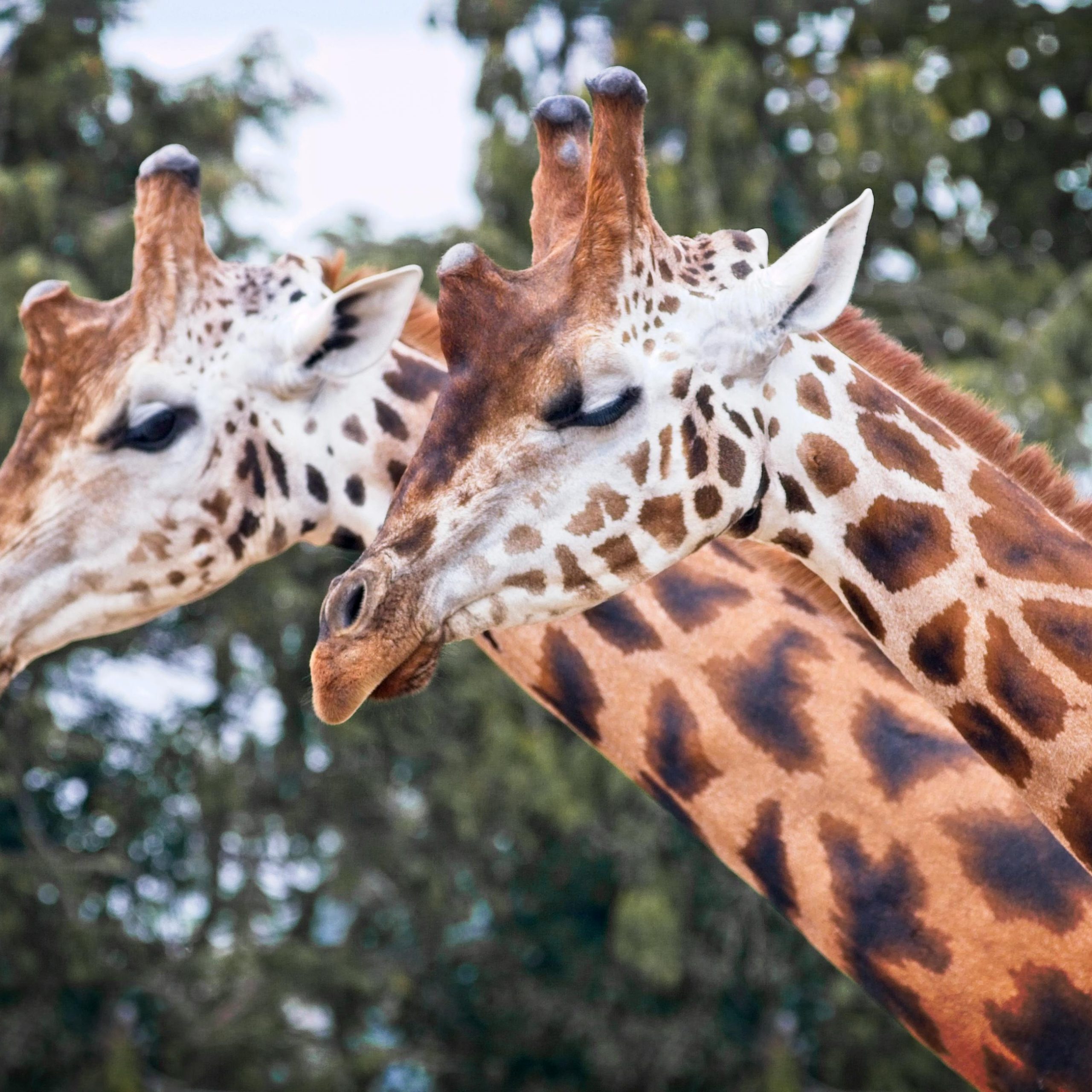 20 Days Rwanda, Uganda, Tanzania & Kenya Combined Safari