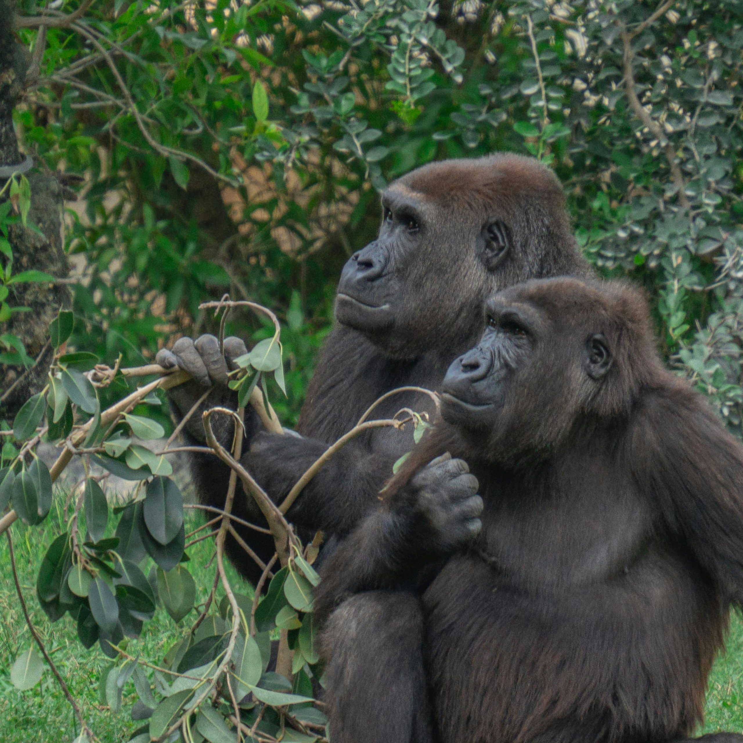 10 Days Lowland gorillas and primates Rwanda safari experience