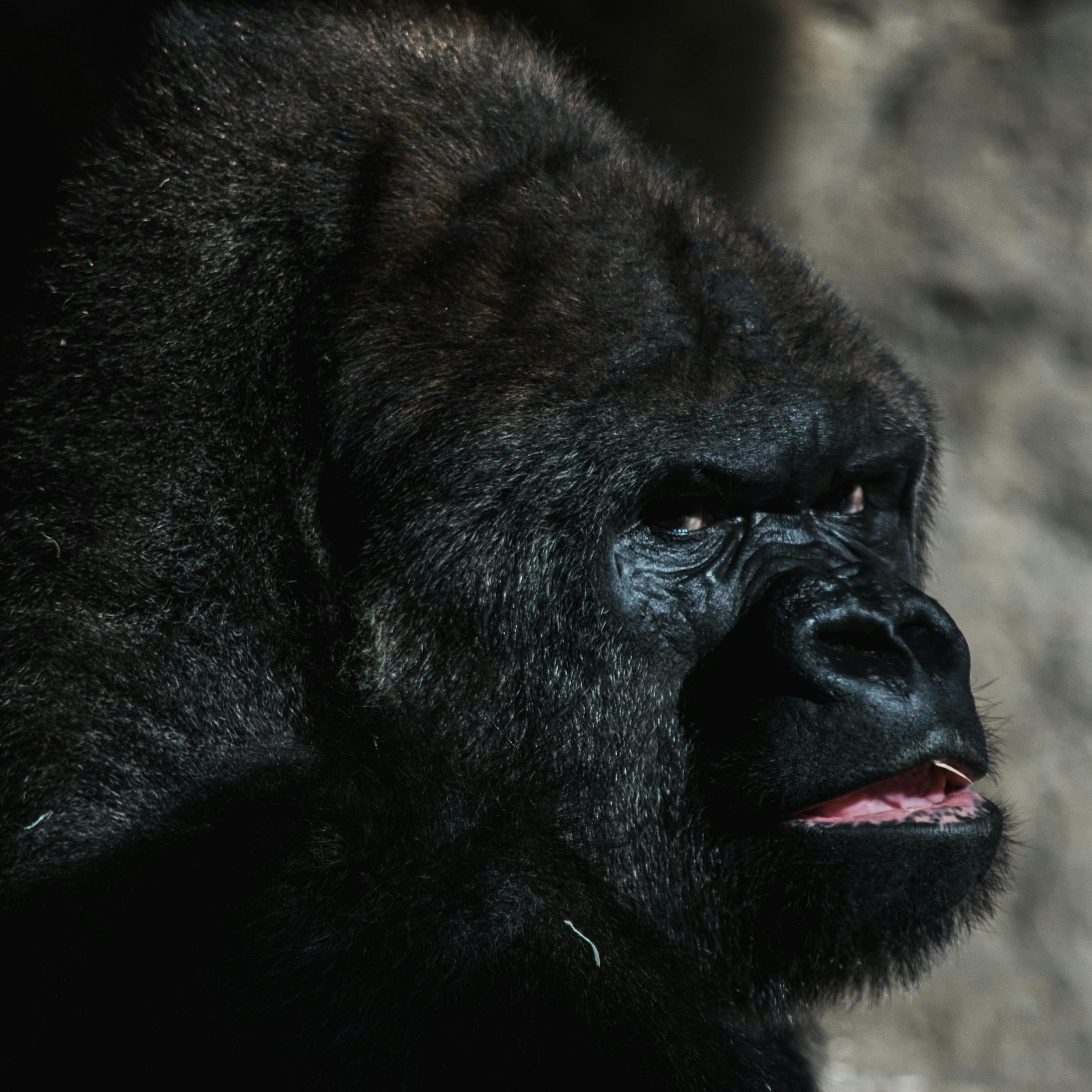 5 Days Bwindi Gorillas and Kibale Chimpanzee Safari