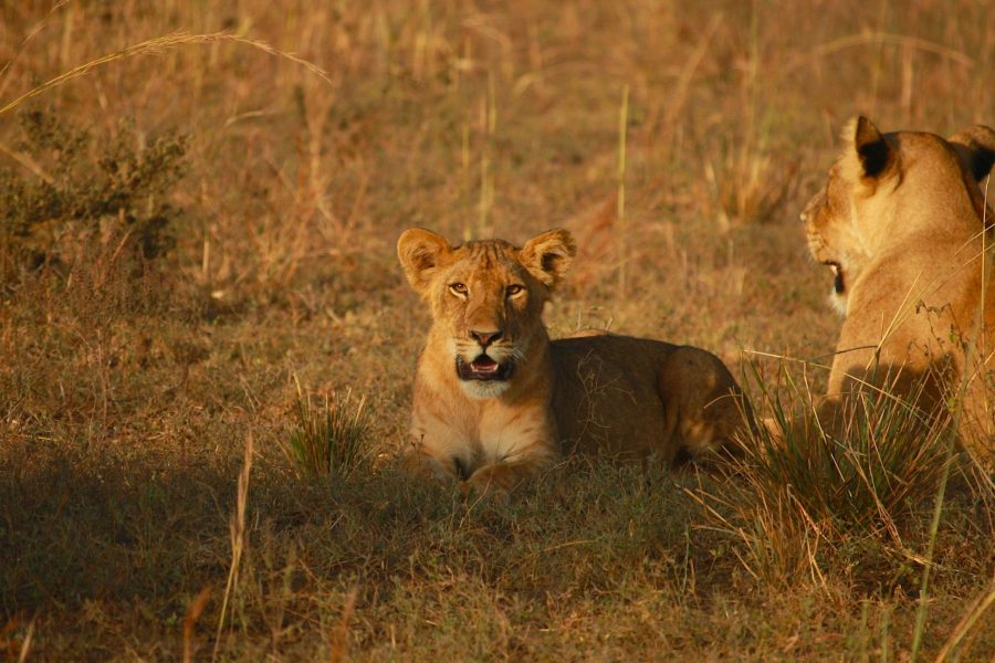 20 Days Rwanda, Uganda, Tanzania & Kenya Combined Safari