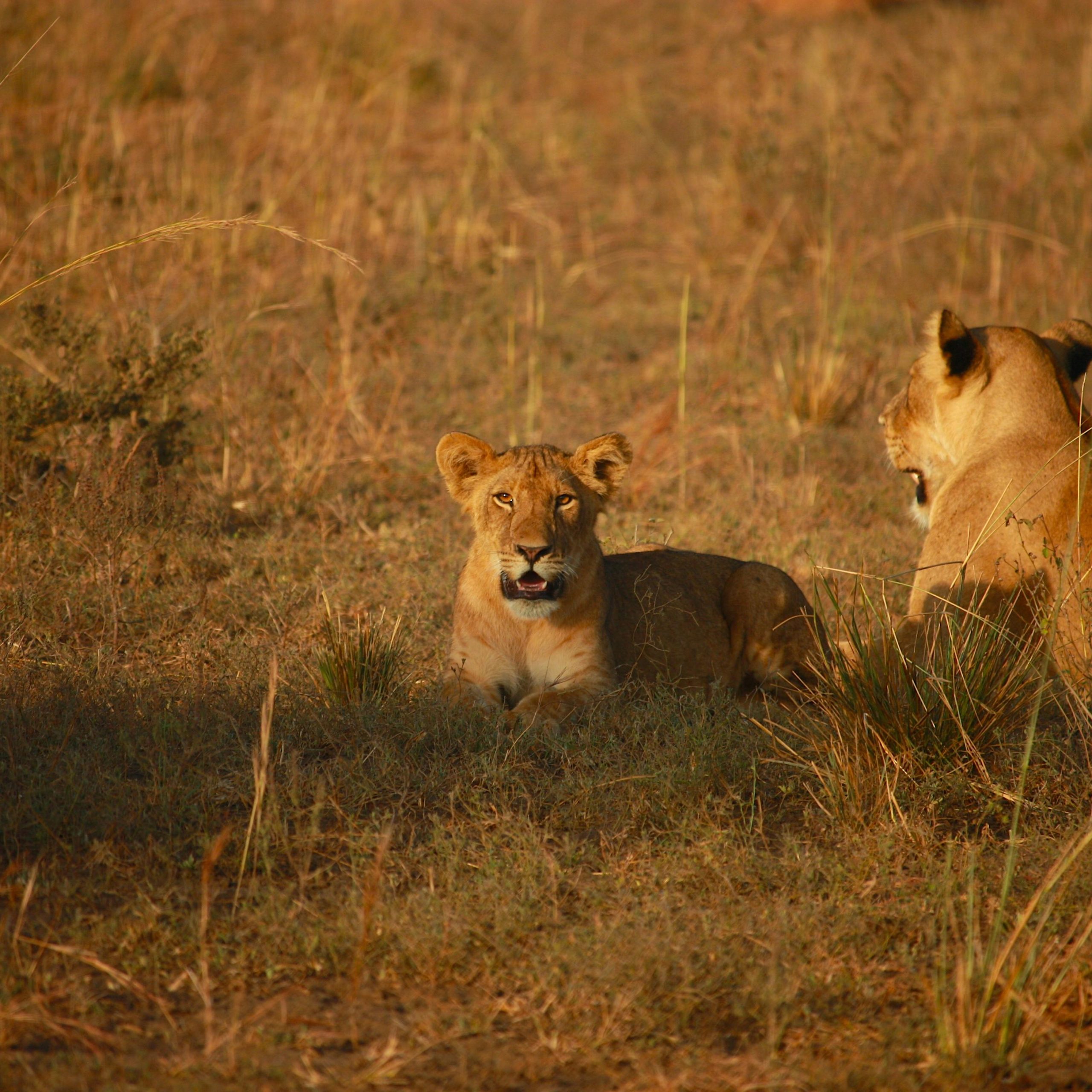 41 Days Budget Uganda, Kenya and Tanzania and Zanzibar