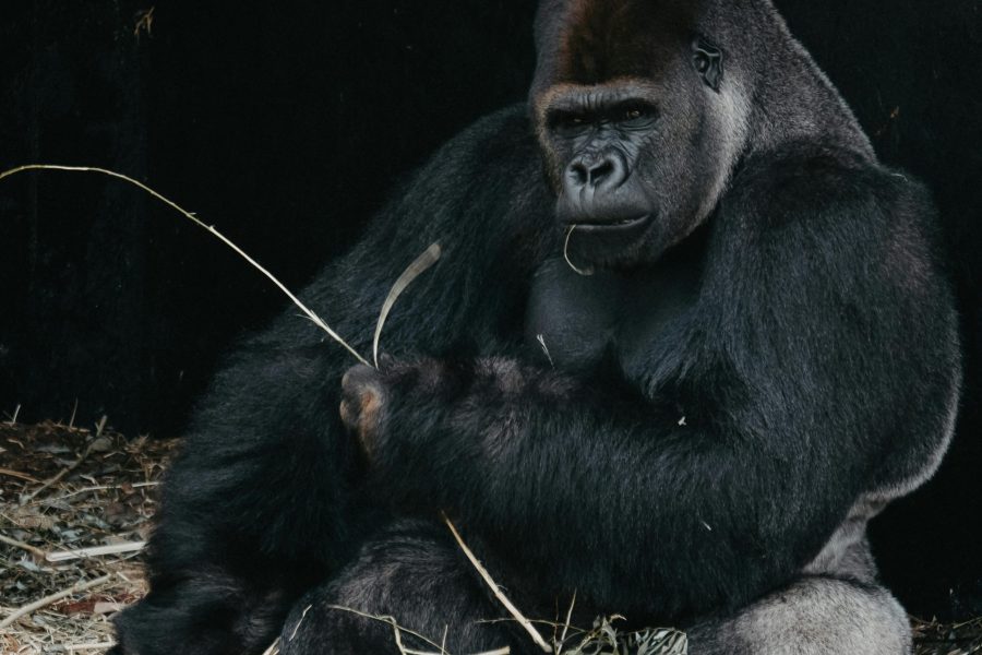5 Days Virunga Gorilla & Chimpanzee Safari