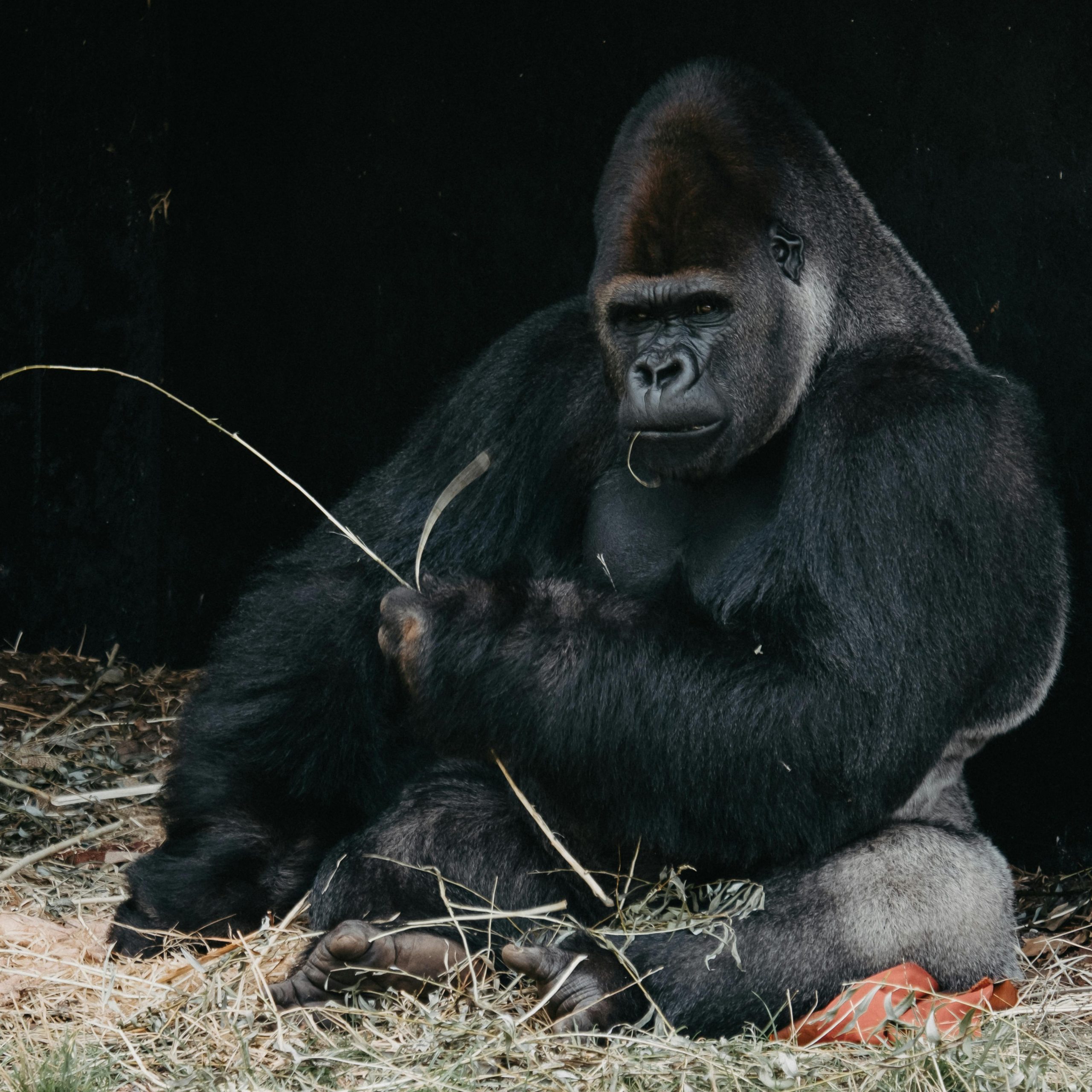 4 Days Lowland gorillas national park and Akagera national park Safari