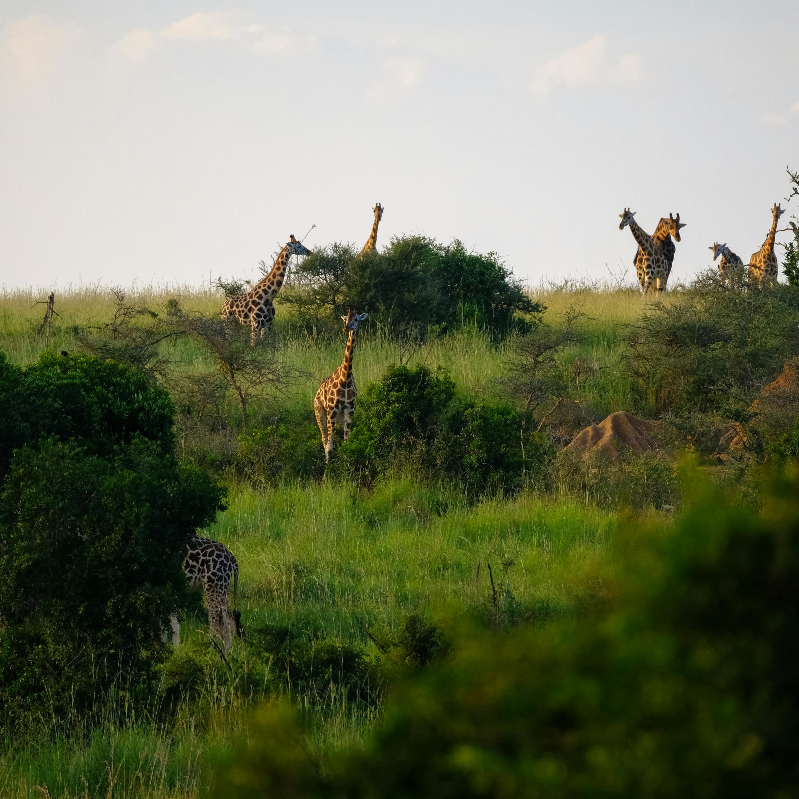 13 Days Uganda Adventure Safari
