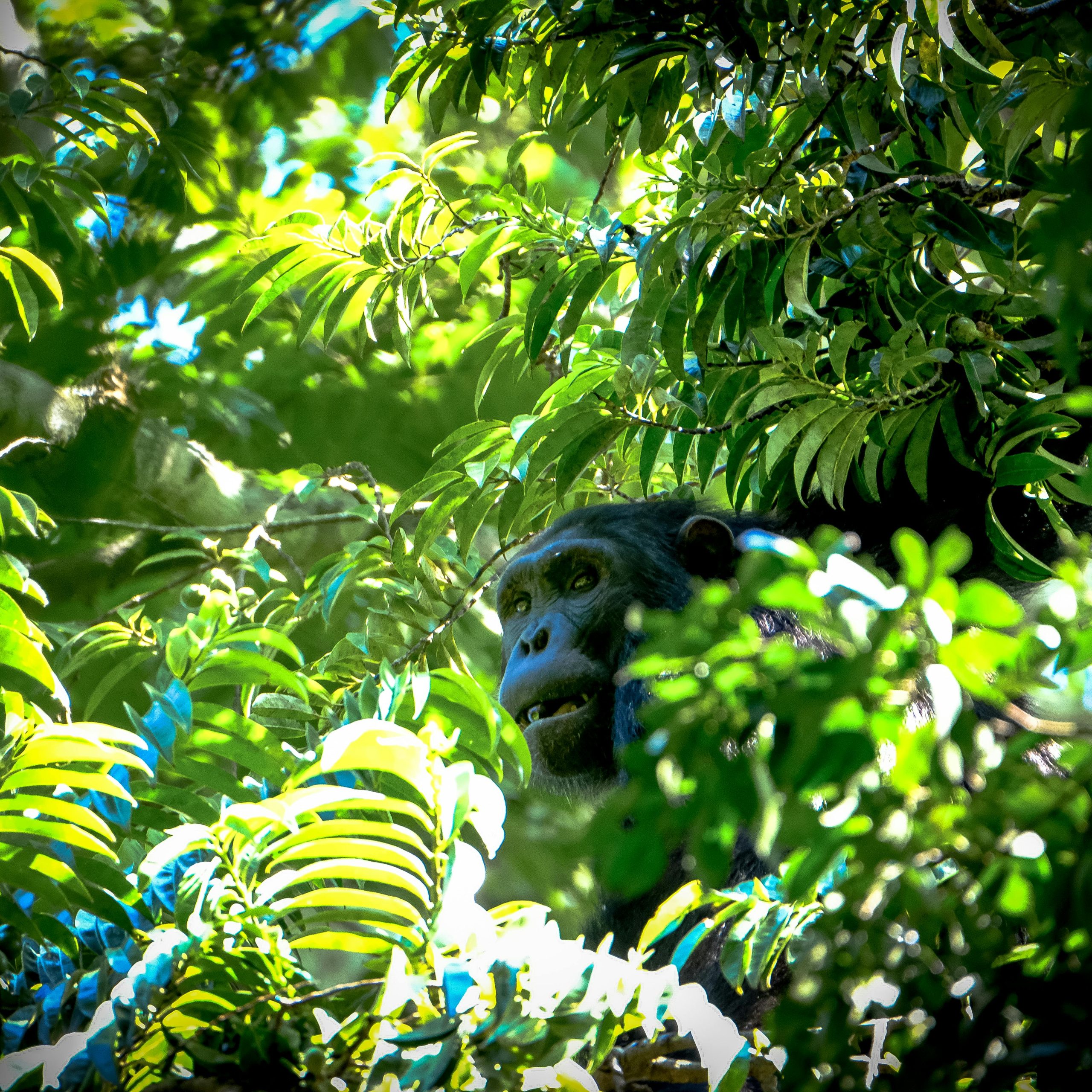 5 Days Bwindi Gorillas and Kibale Chimpanzee Safari