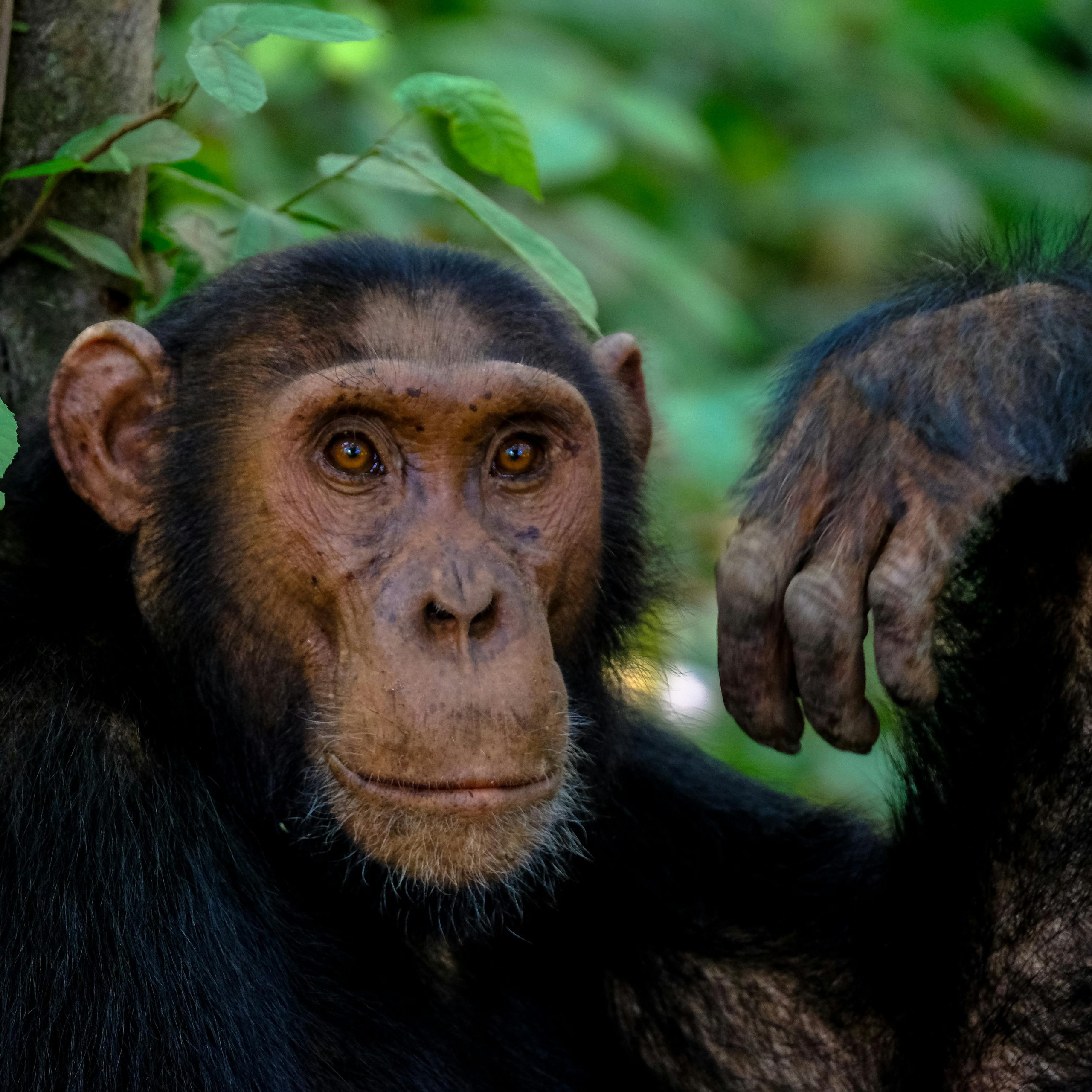 3 days Chimpanzee tracking in Nyungwe National Park