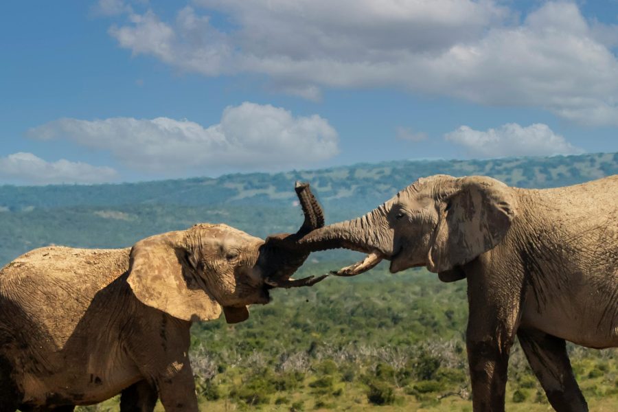 41 Days Budget Uganda, Kenya and Tanzania and Zanzibar