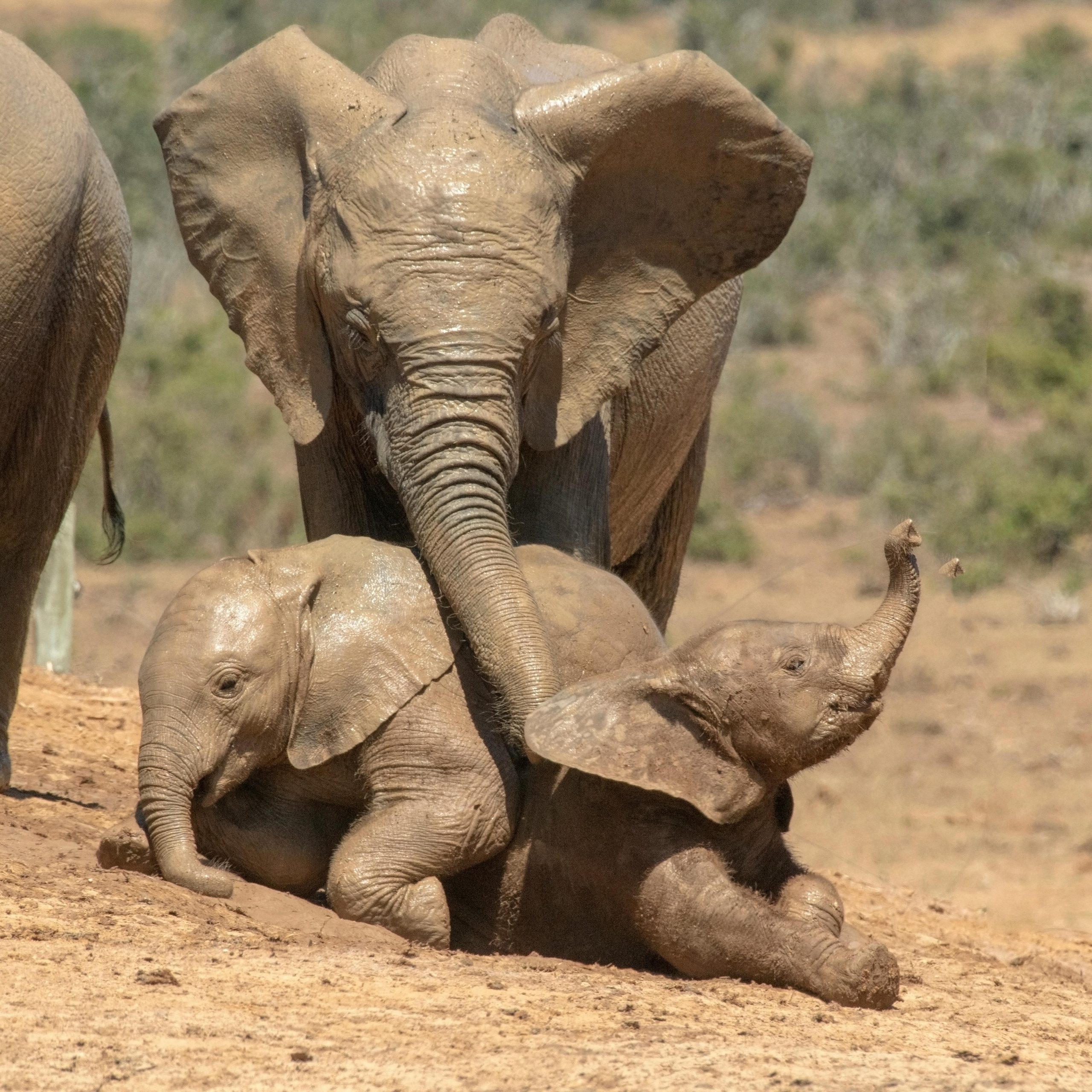 41 Days Budget Uganda, Kenya and Tanzania and Zanzibar