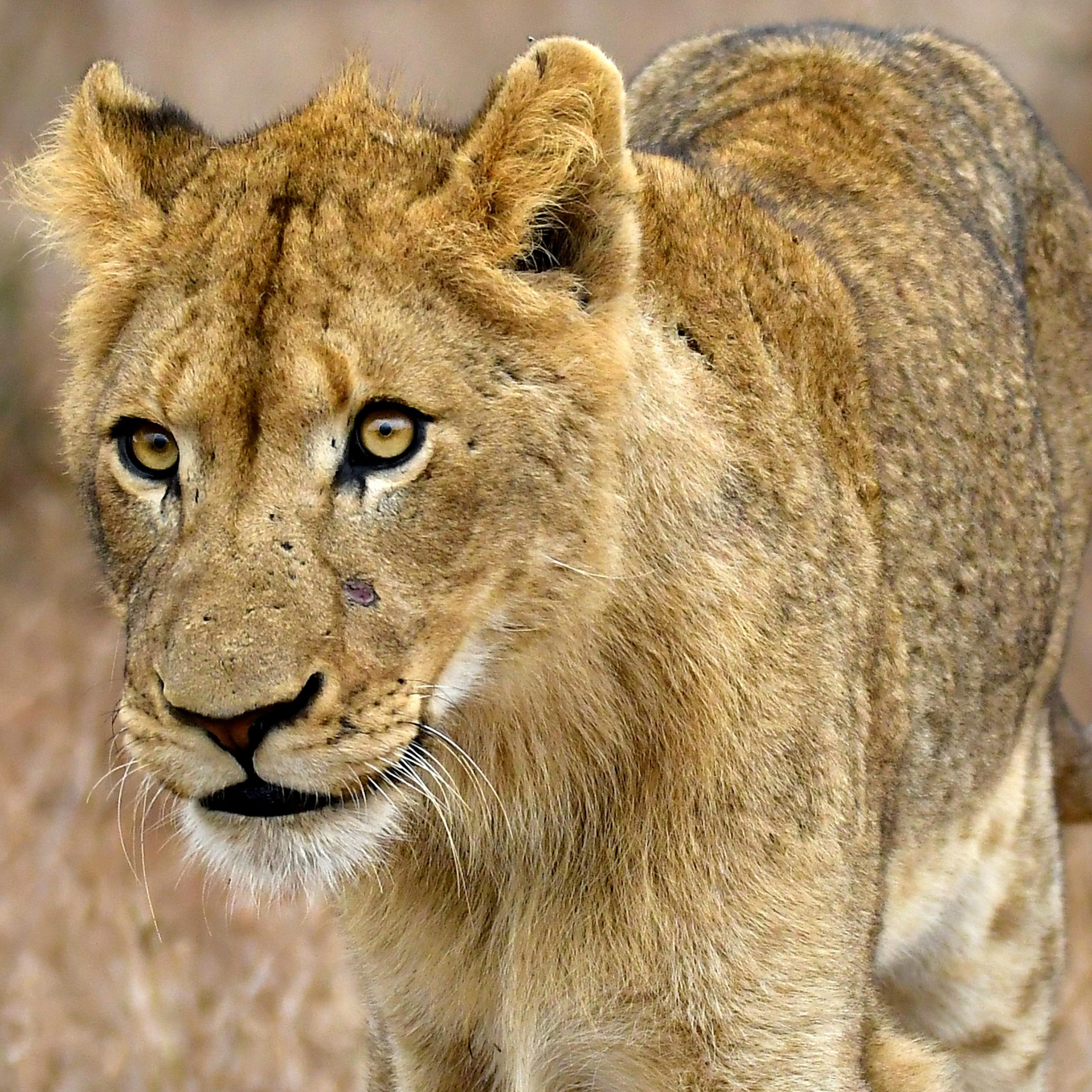 20 Days Rwanda, Uganda, Tanzania & Kenya Combined Safari