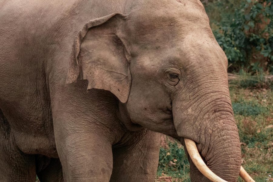 10 Days Uganda & Kenya Safari