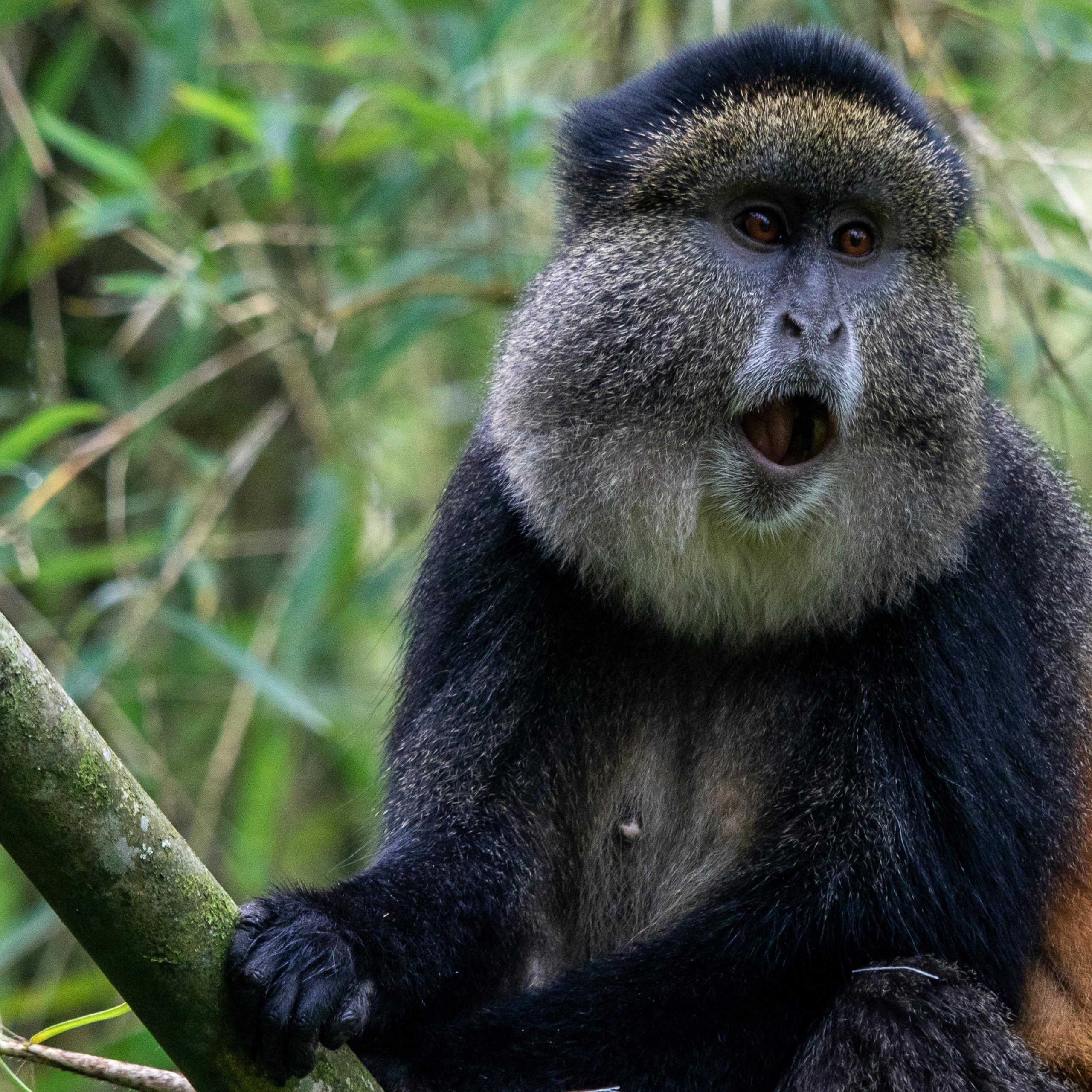8 Days Primates and Birding Uganda Safari