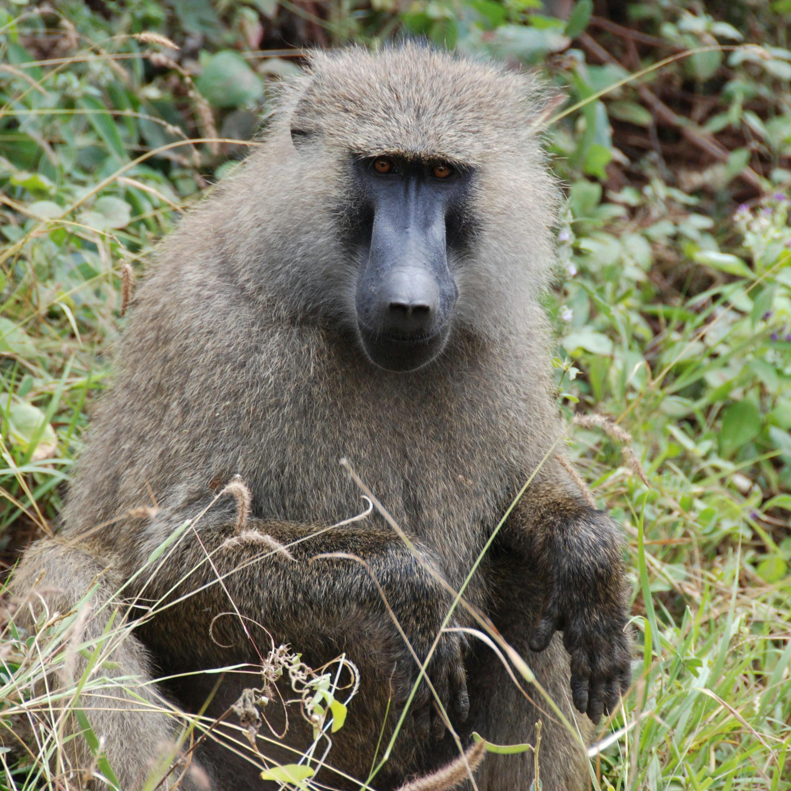 23 Days Uganda Rwanda and Congo