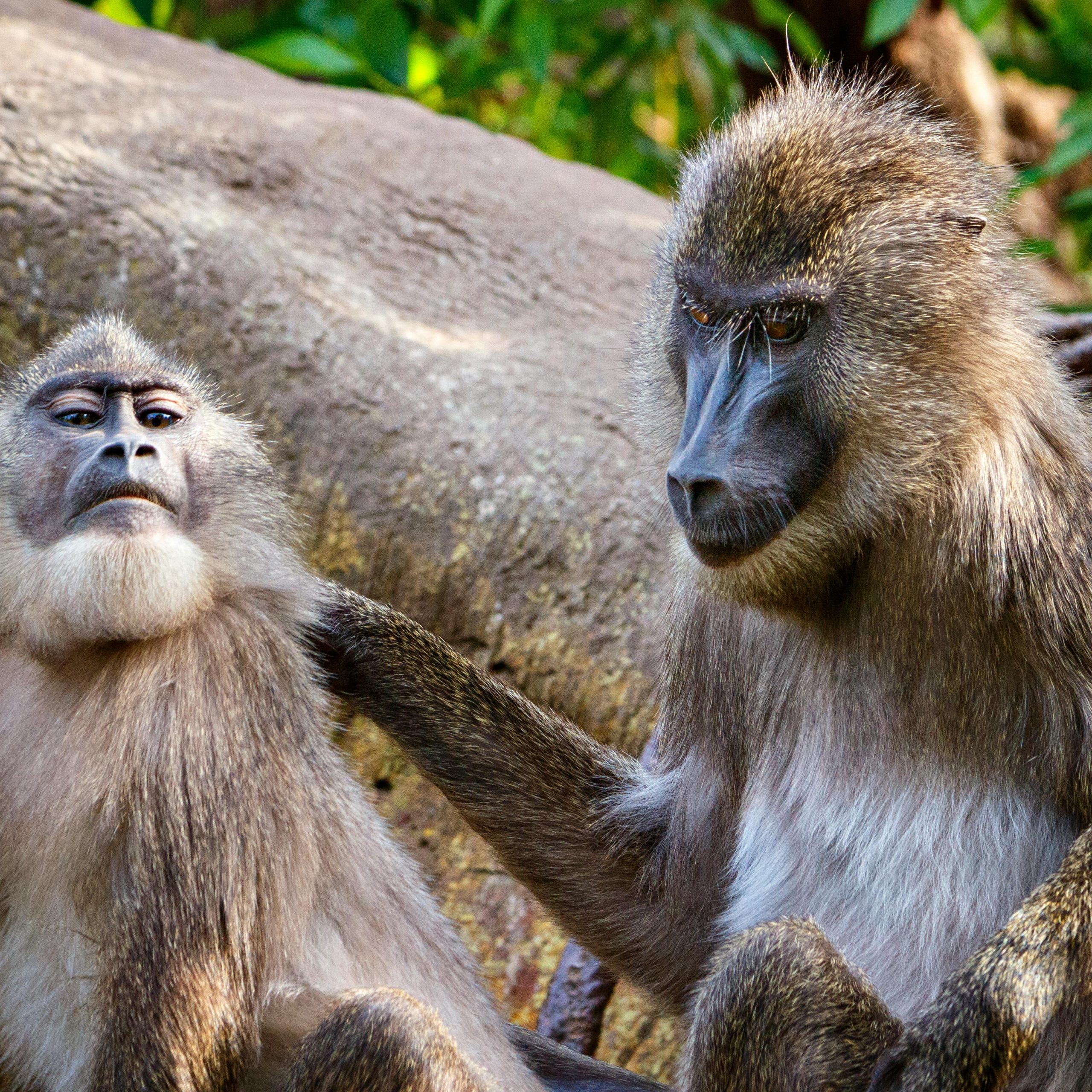 9 Days Uganda Rwanda & Congo Safari