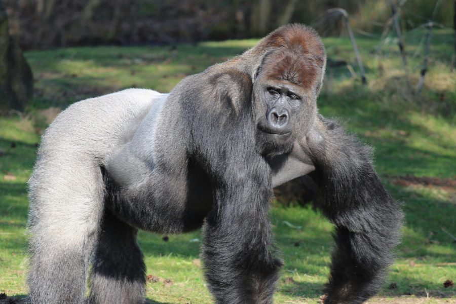 4 Days Lowland gorillas national park and Akagera national park Safari