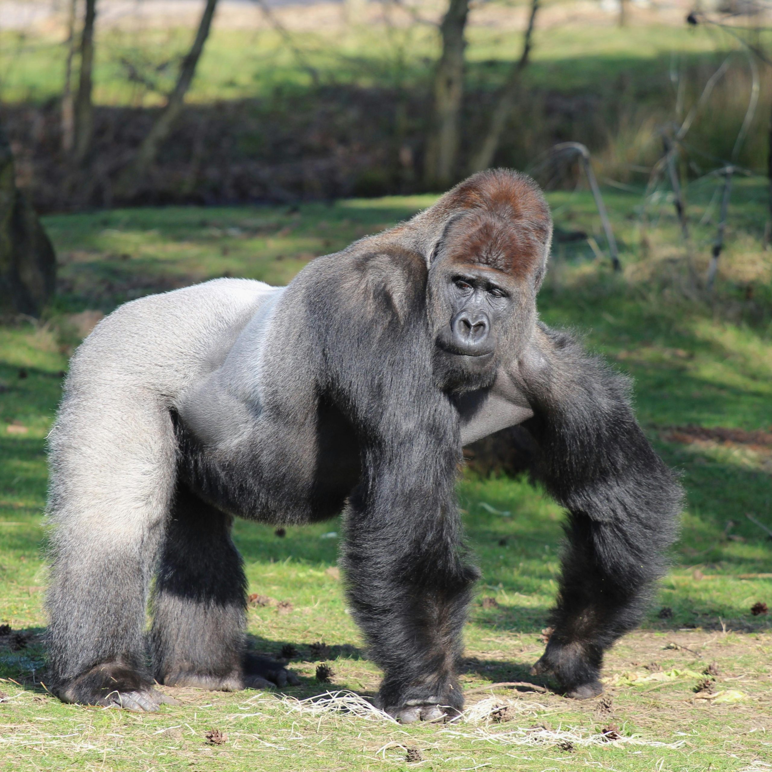 4 Days Lowland gorillas national park and Akagera national park Safari