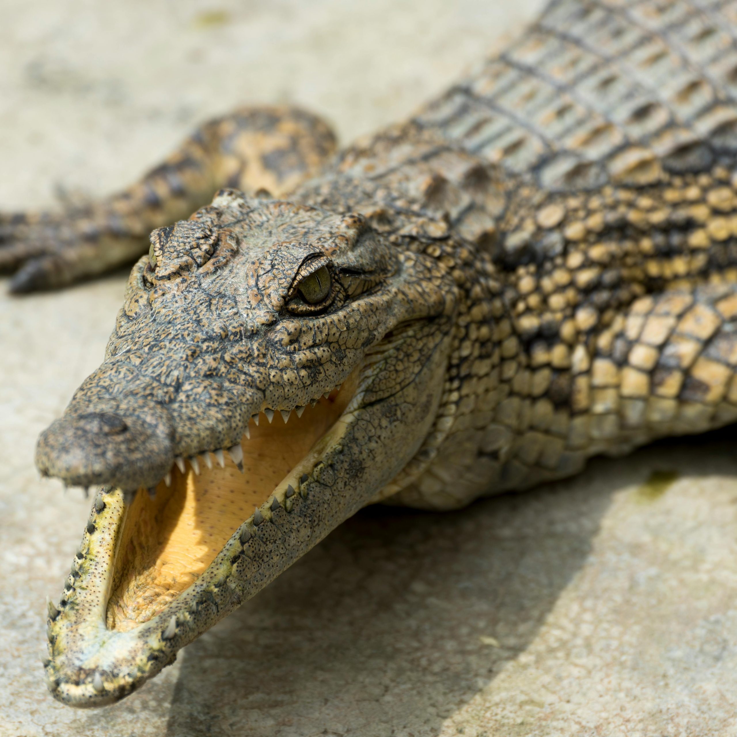 9 Days Uganda Rwanda & Congo Safari