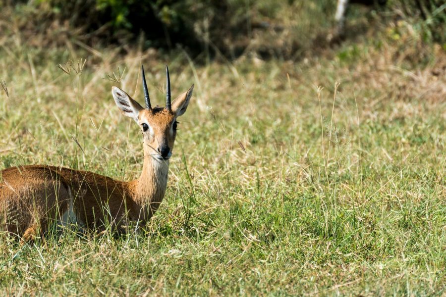 23 Days Uganda Rwanda and Congo