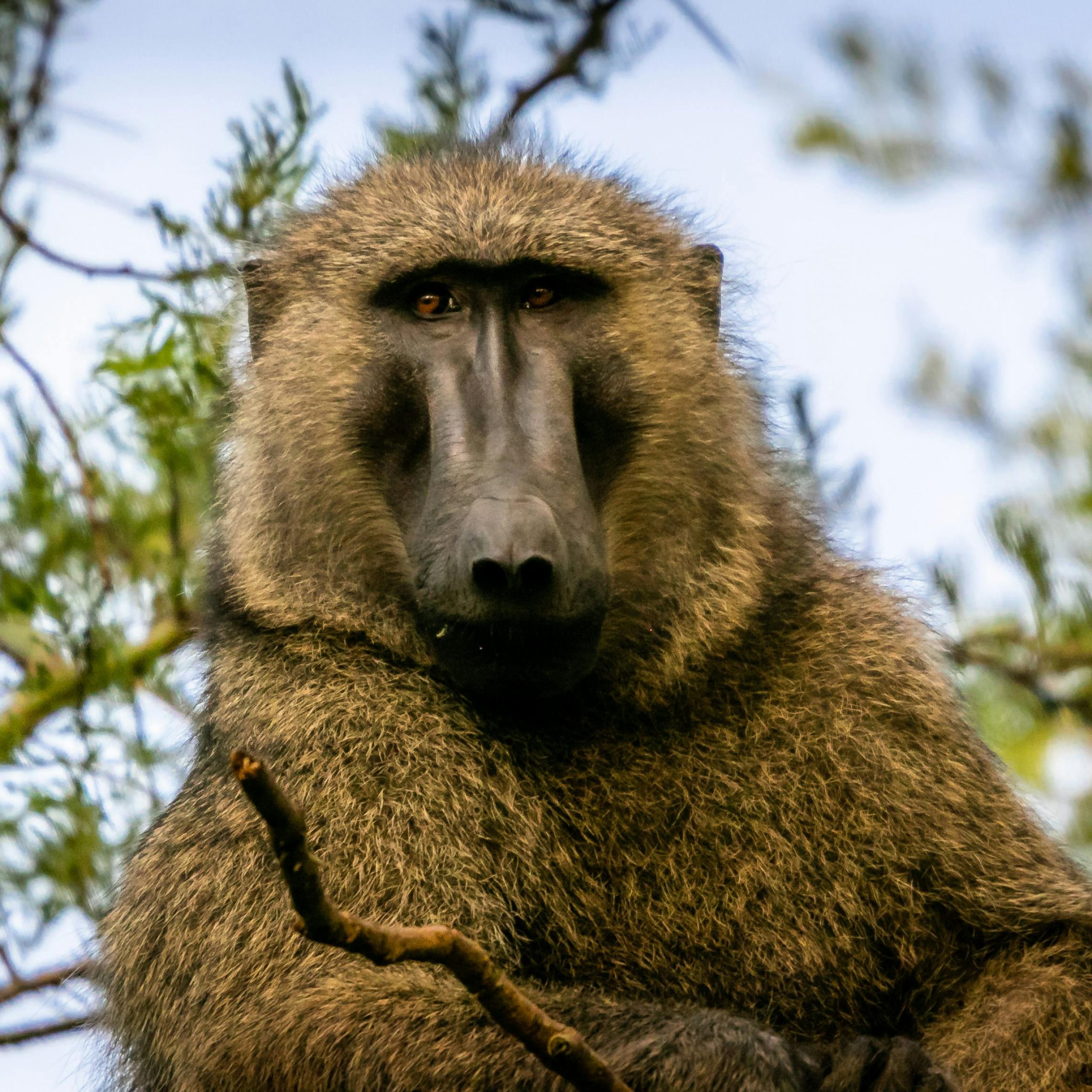 20 Days Discover Uganda