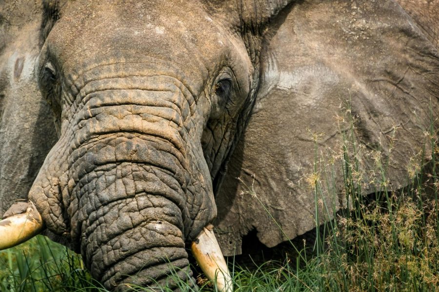 3 days Chimpanzee tracking in Nyungwe National Park