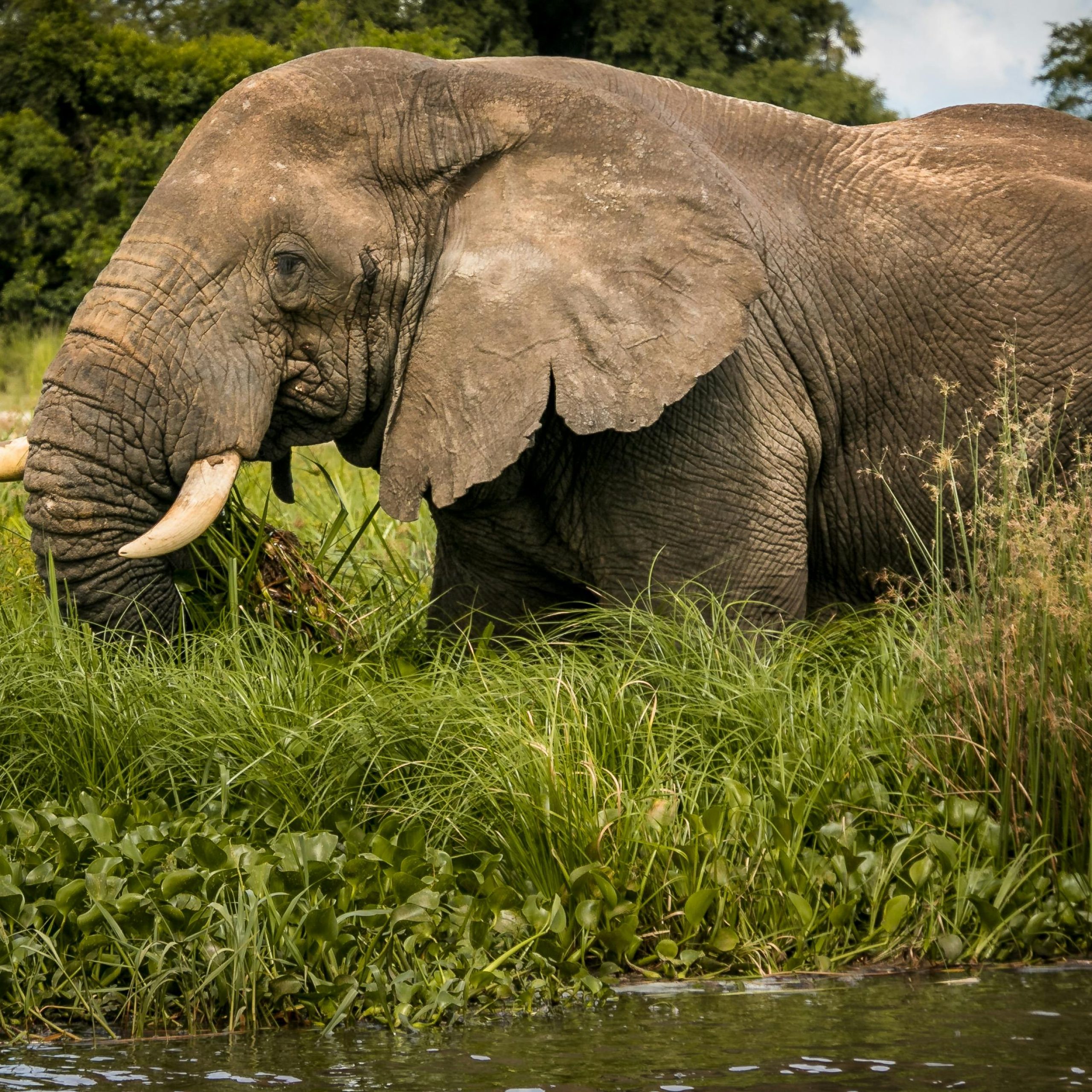 12 Days Uganda Rwanda Primates Wildlife & Cultural safari