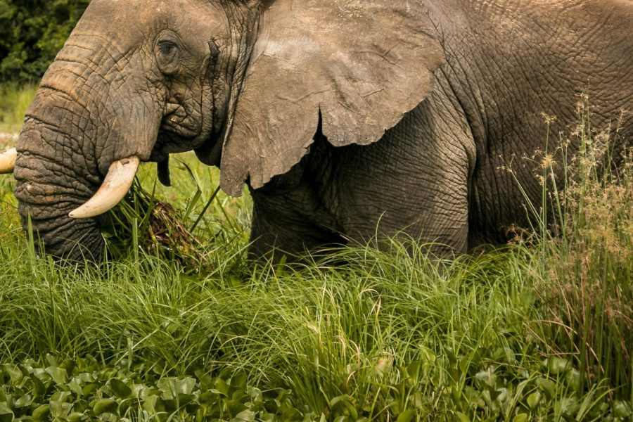 13 Days Uganda-Rwanda Safari