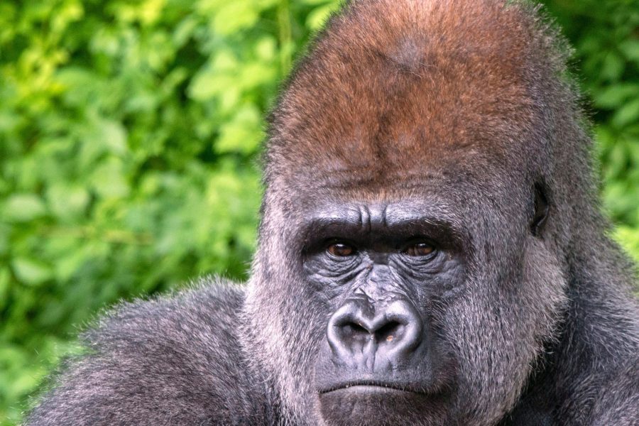 10 Days Lowland gorillas and primates Rwanda safari experience